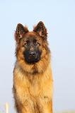 BERGER ALLEMAND 942